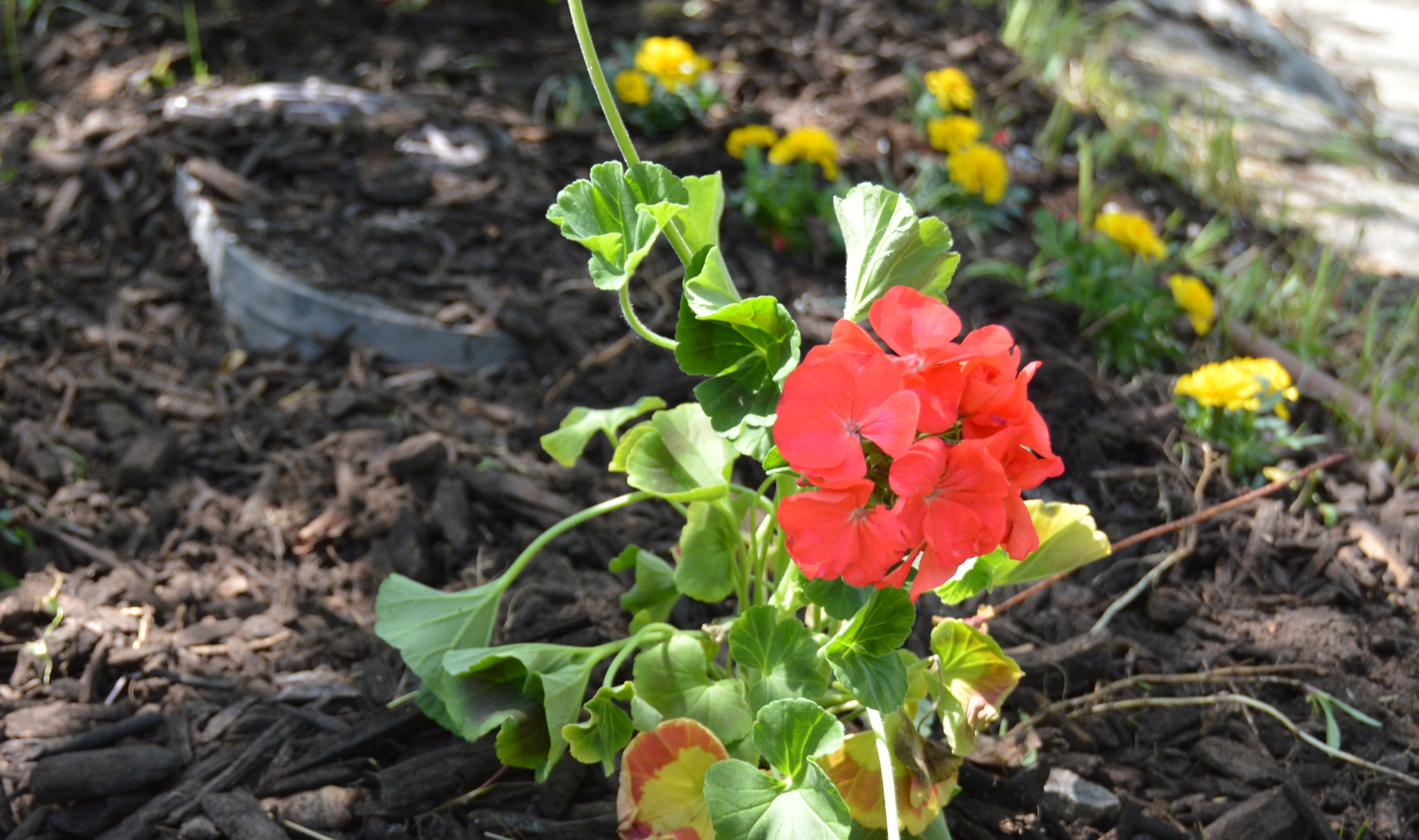 Flower Planted in Neighborhood Park